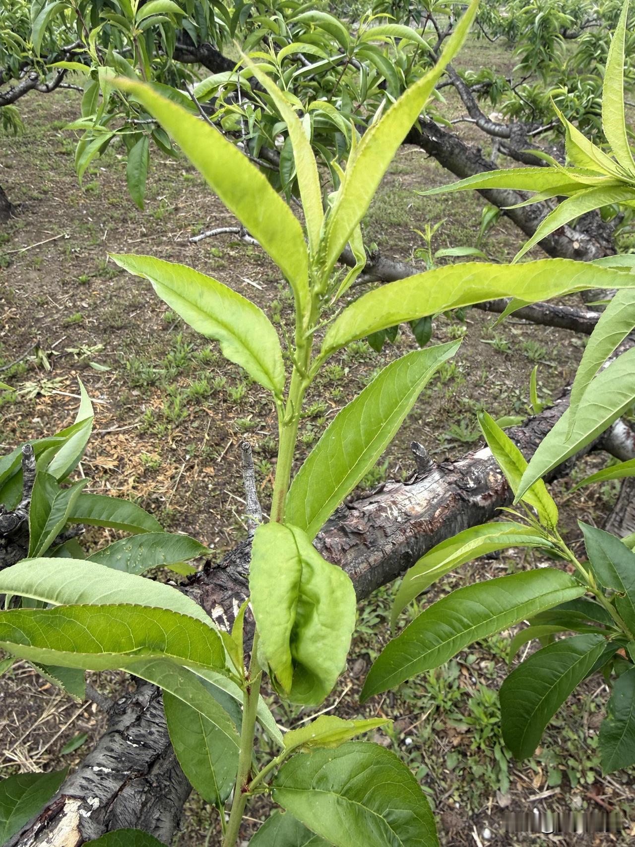 【小对联】
上：……？
下：正名。