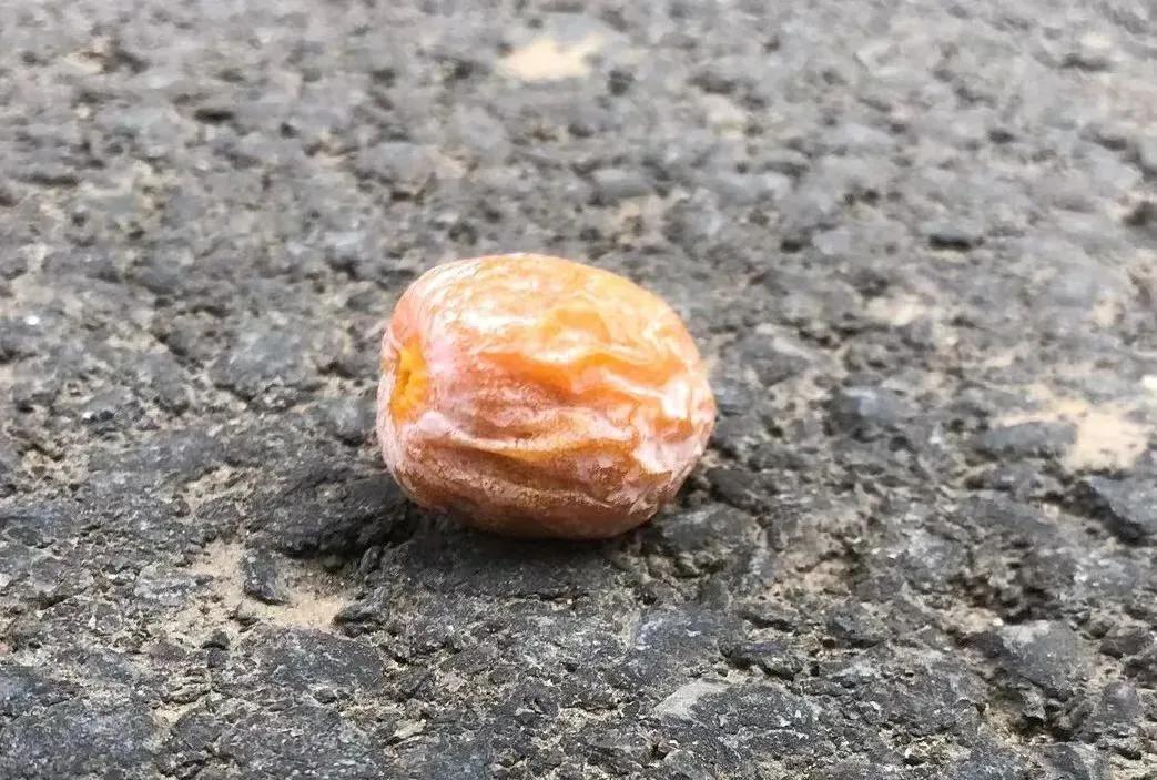 又到银杏黄叶时，遍地白果不敢捡！

银杏的果仁，又称白果。

传说古代有个女的，