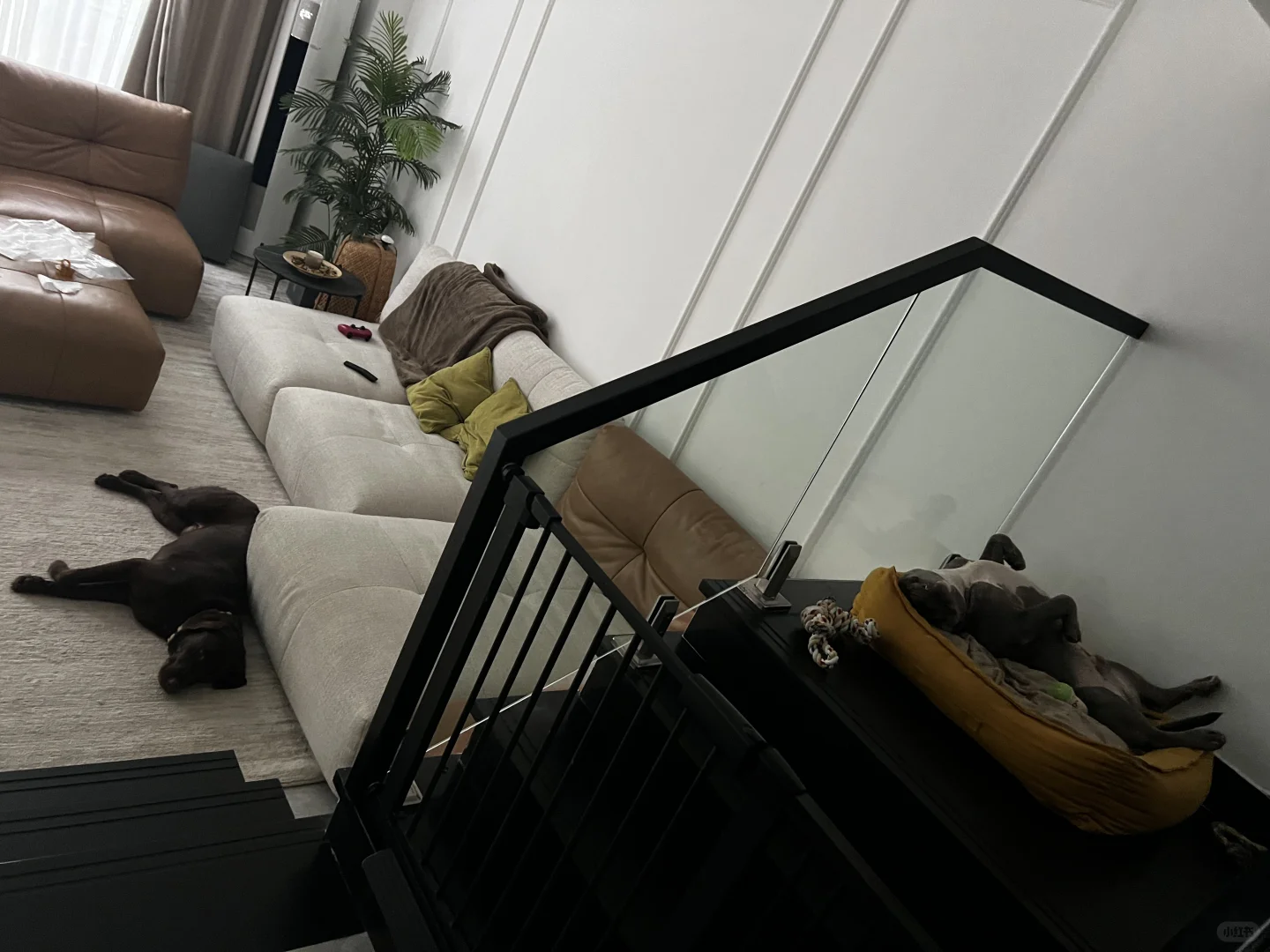 成年人中唯一的精神寄托🤣