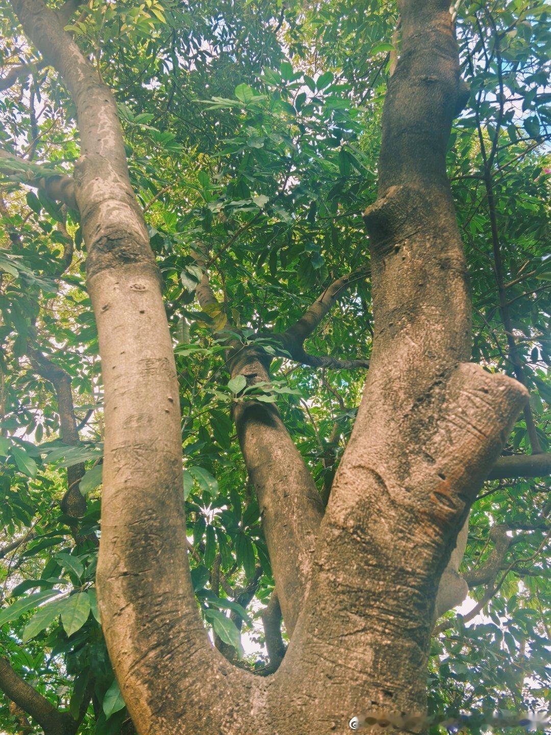 下午四点去爬山你试过么看宝妈们的衣服就知道压根都没想过今天去爬山爬到半路 气喘到