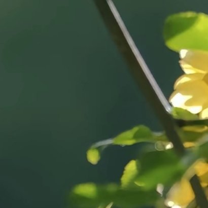信任是一缕春风，它会让枯藤绽出新绿；信任是一条纽带，它连结了无数心灵。信任又像绽