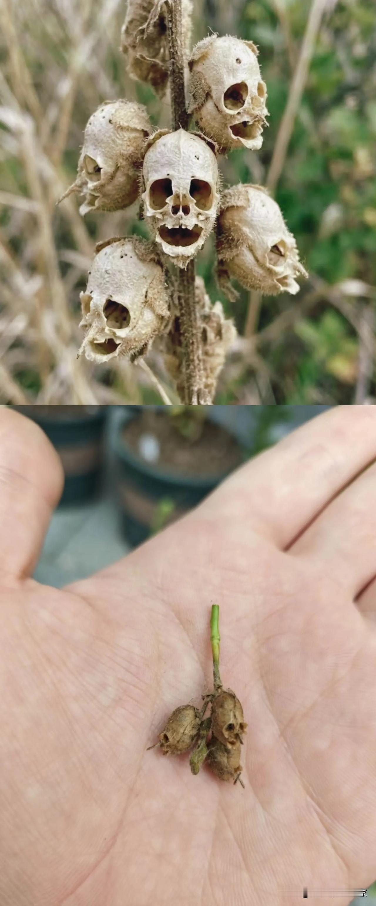 花开清新，结籽变骷髅！神奇的金鱼草果荚！
 
💀第一眼看到这串干枯的果子，很多