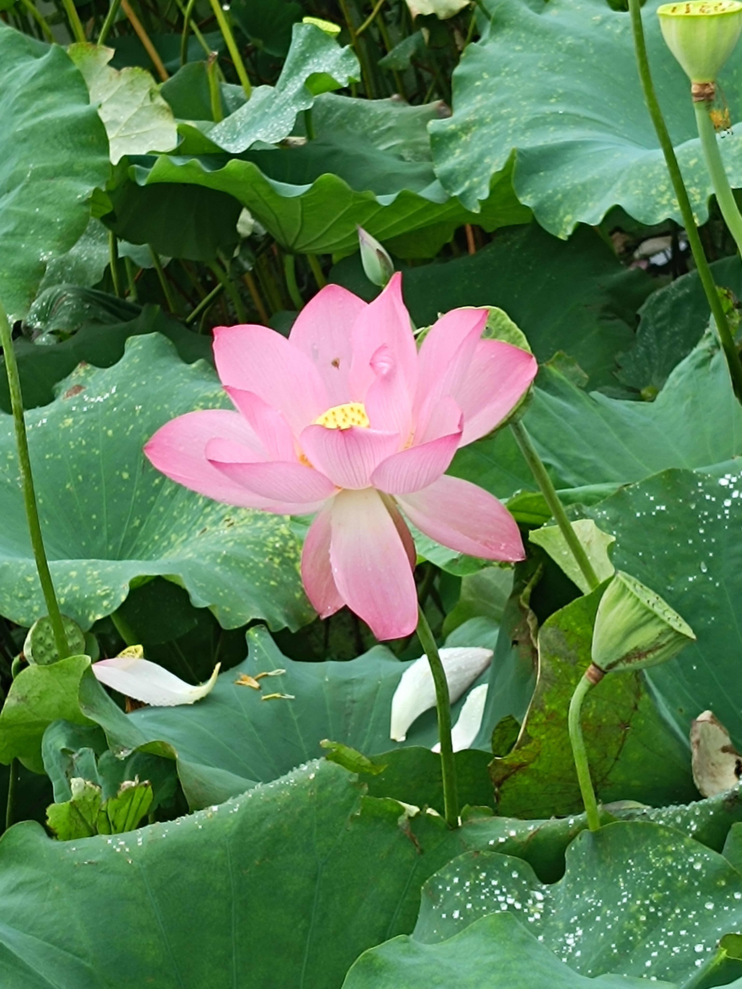 本来想去泾县，从黄山北坐动车，累得无法动弹差点睡着，脚踝走太多路都是酸胀的，就提
