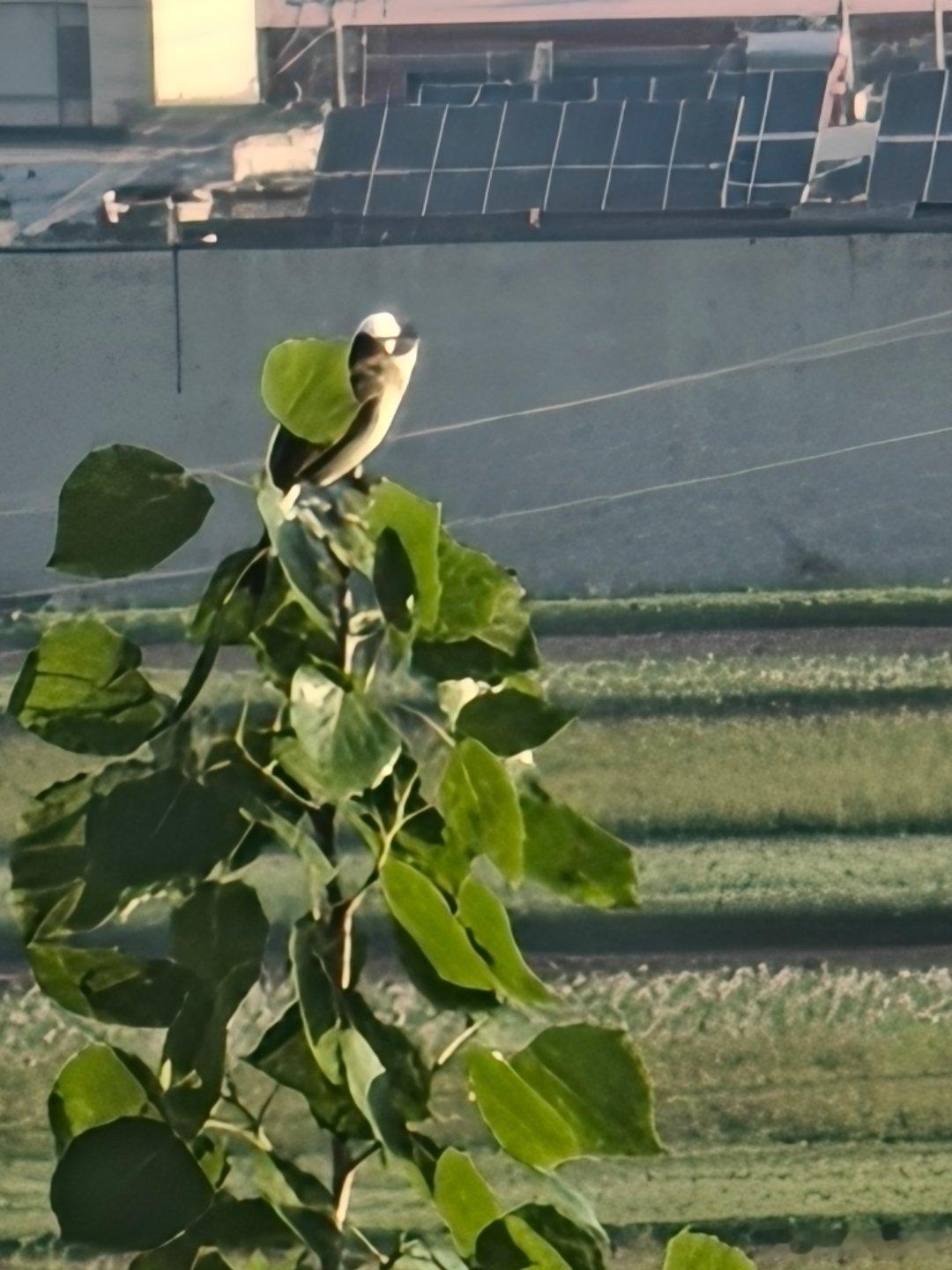 vivo 鸟儿都面向阳光，开始美好的新生活。早上好！手机随手拍记录真实生活早上好