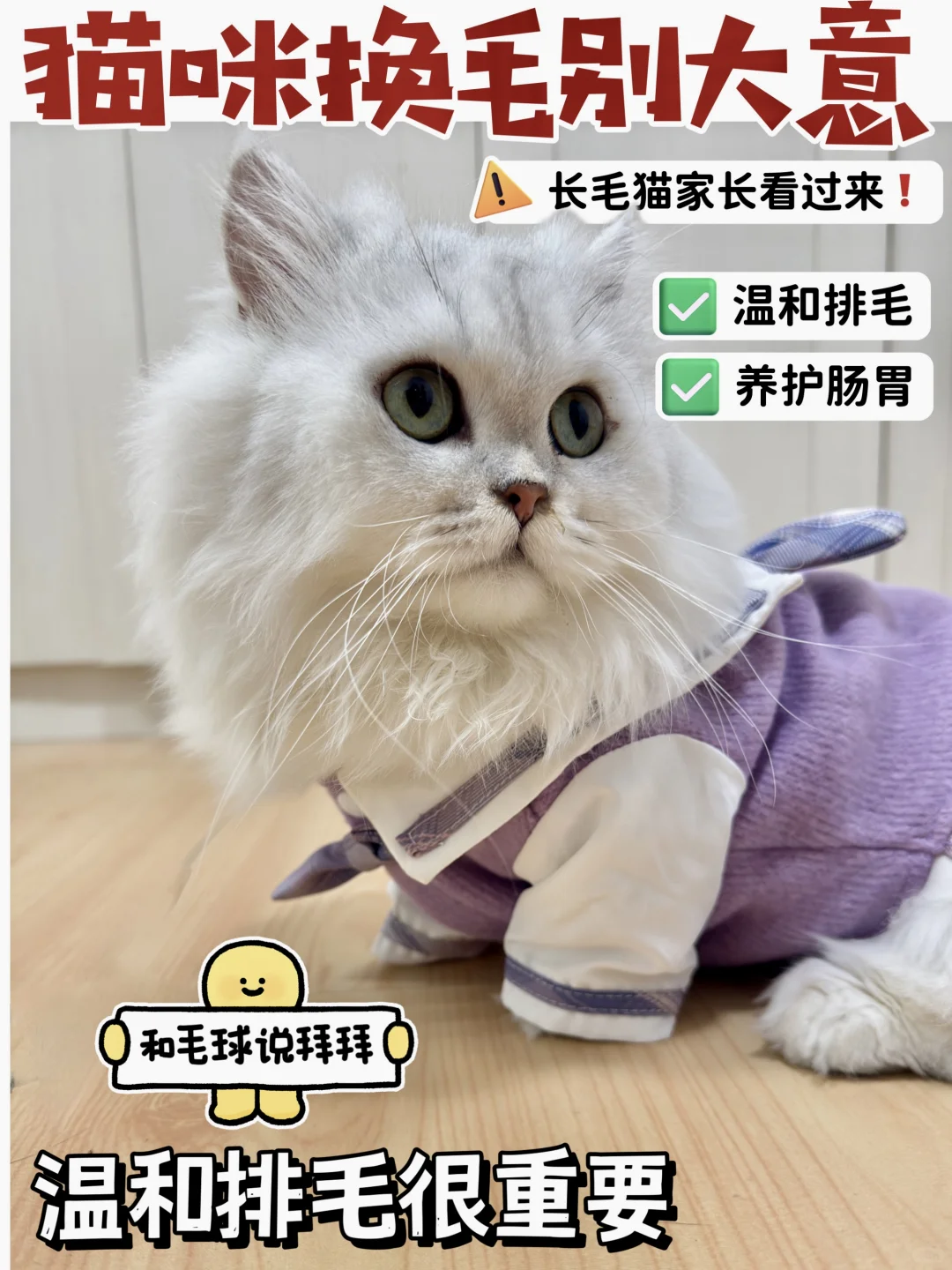 长毛猫家长看过了｜排毛就是这么轻松😎