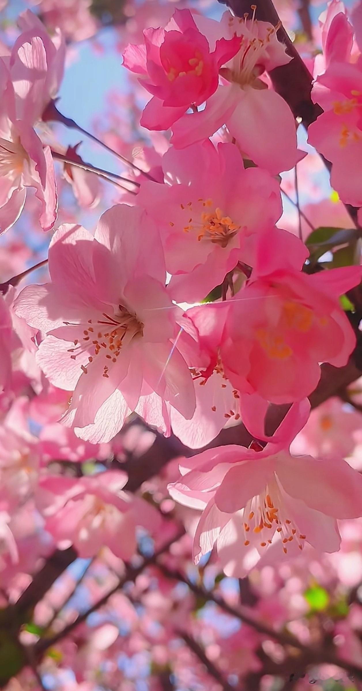 这些花从不喧哗，只在春日里，把细碎的努力都攒成了枝头的温柔。原来人生不必轰轰烈烈