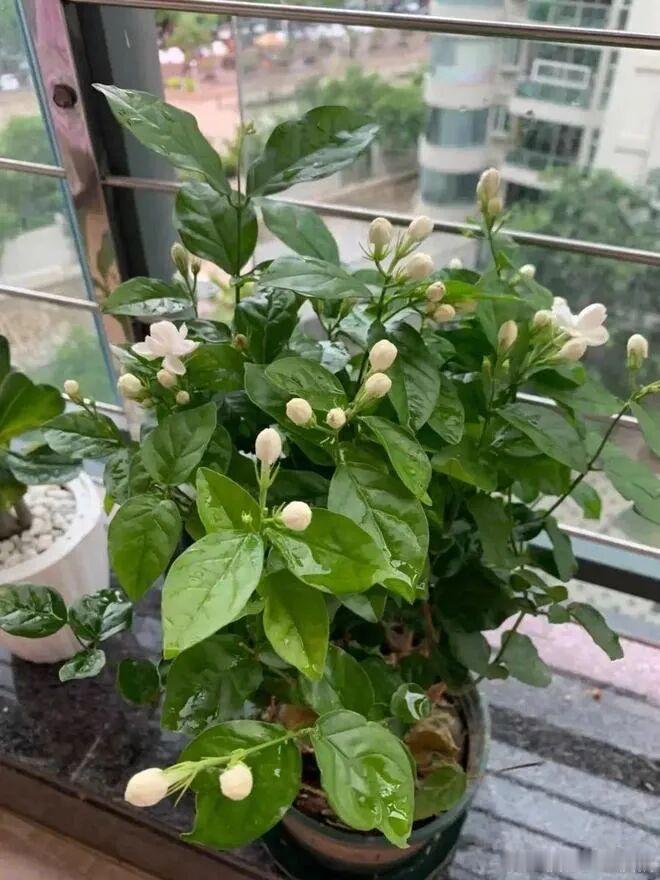 今天分享养茉莉花技巧1、狠心修剪如果是刚买回来的茉莉花，还是挺多的花苞的，开花不
