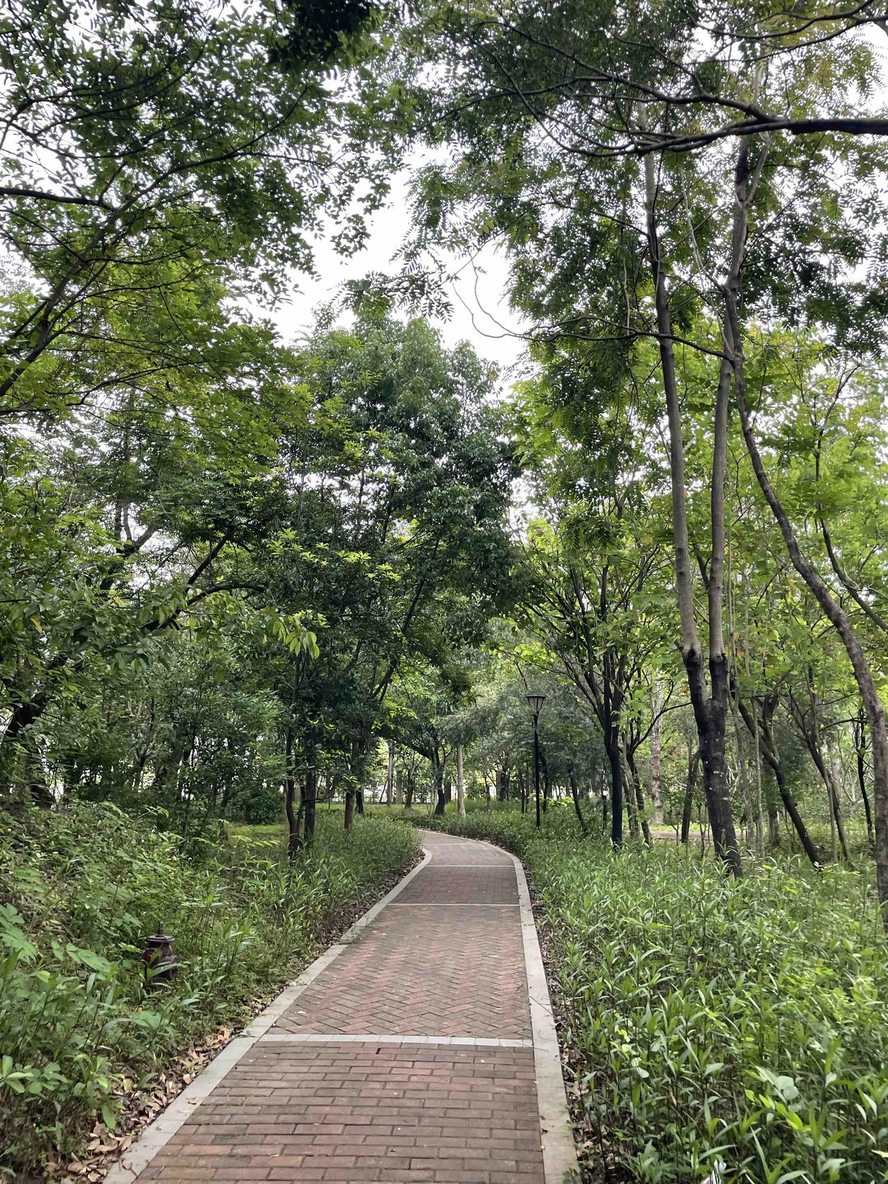 晒图笔记大赛深圳公交M151、M478线路图，带你轻松出行！