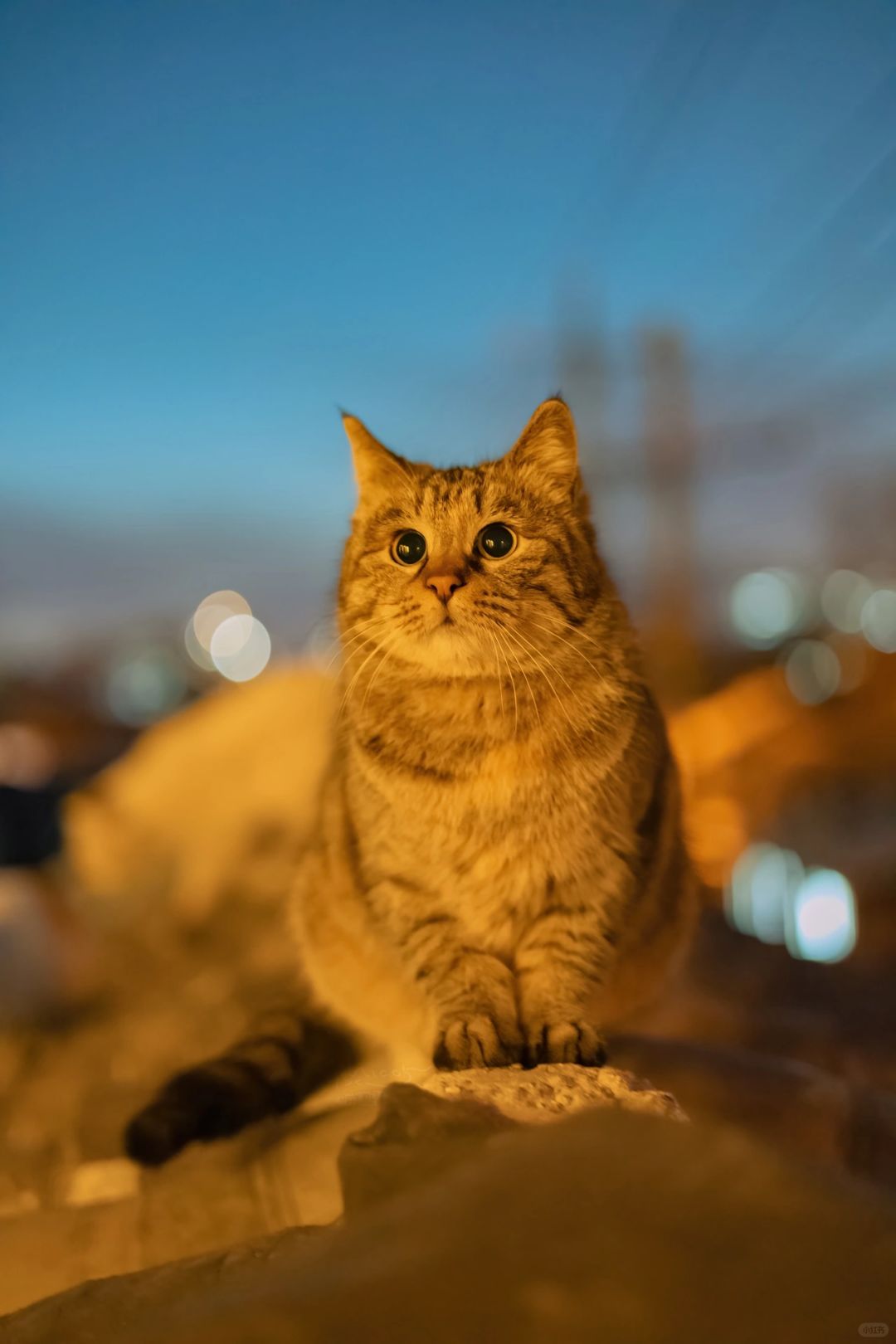 治愈人心的猫猫日历壁纸（一）