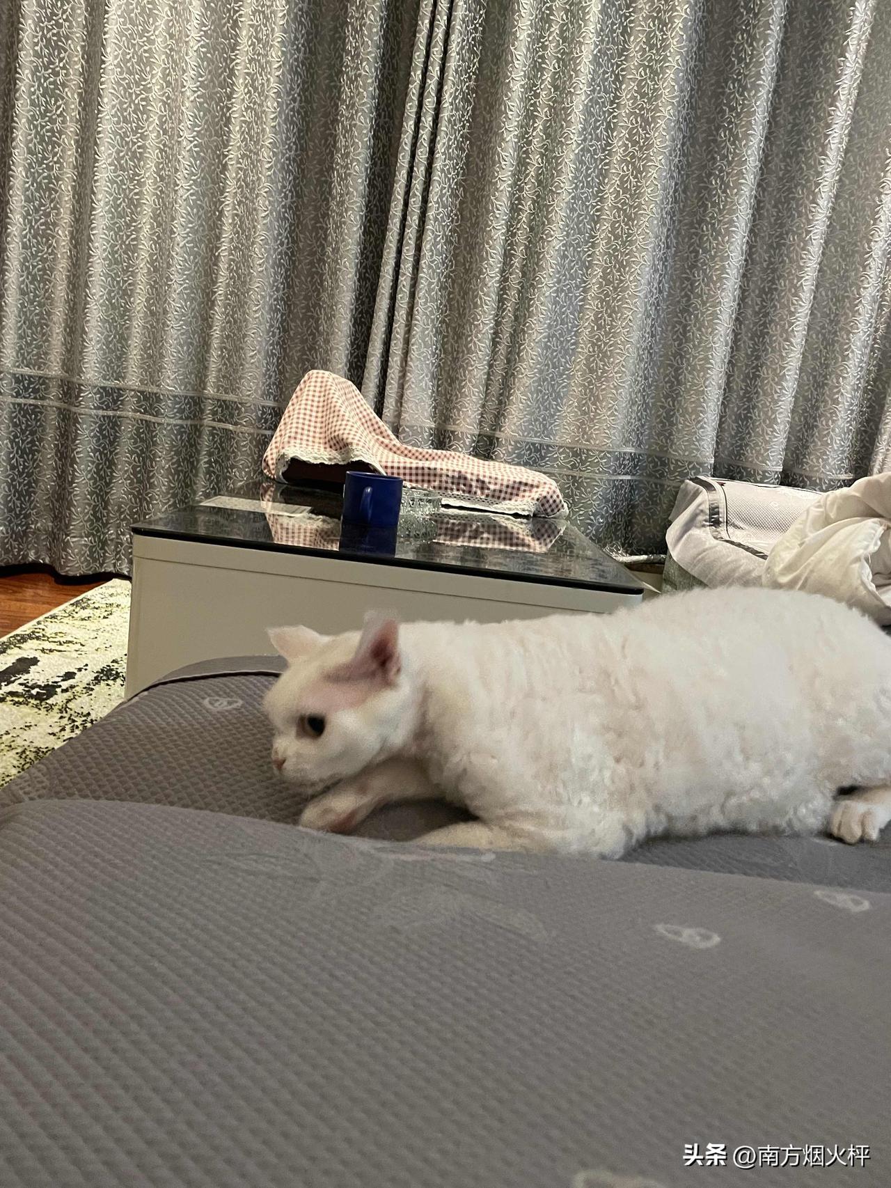 猫咪为啥痴迷逗猫棒?
因为逗猫棒可以引起猫咪的兴趣，看看我家小猫咪这跃跃欲试的样