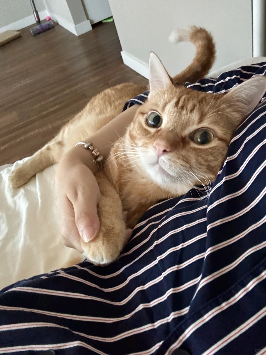 连尾巴也很傲娇