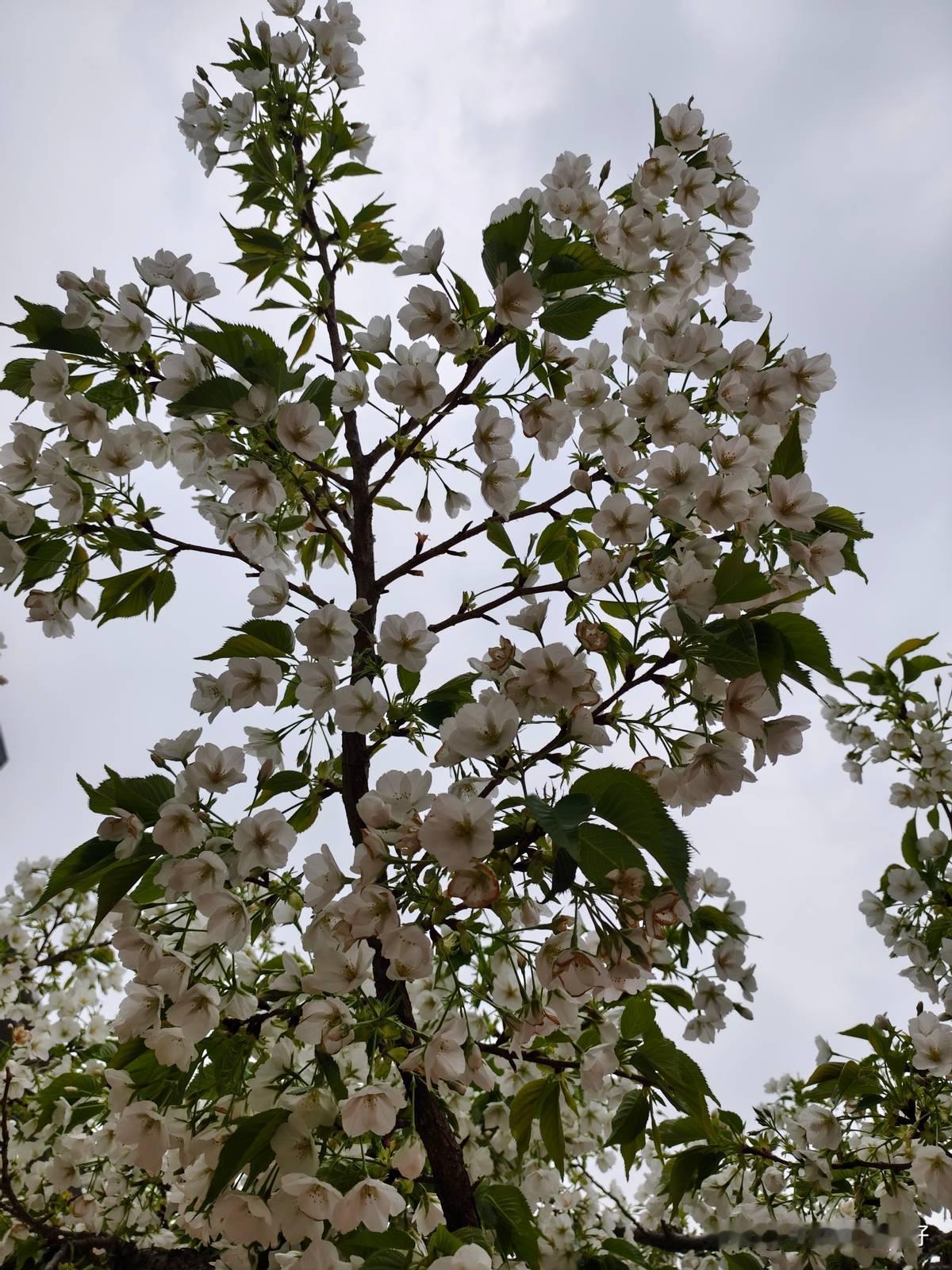 大学老师把“芮”读成“丙”，学生纠正了，第二节课还是“丙”。
这不叫记性差。这叫