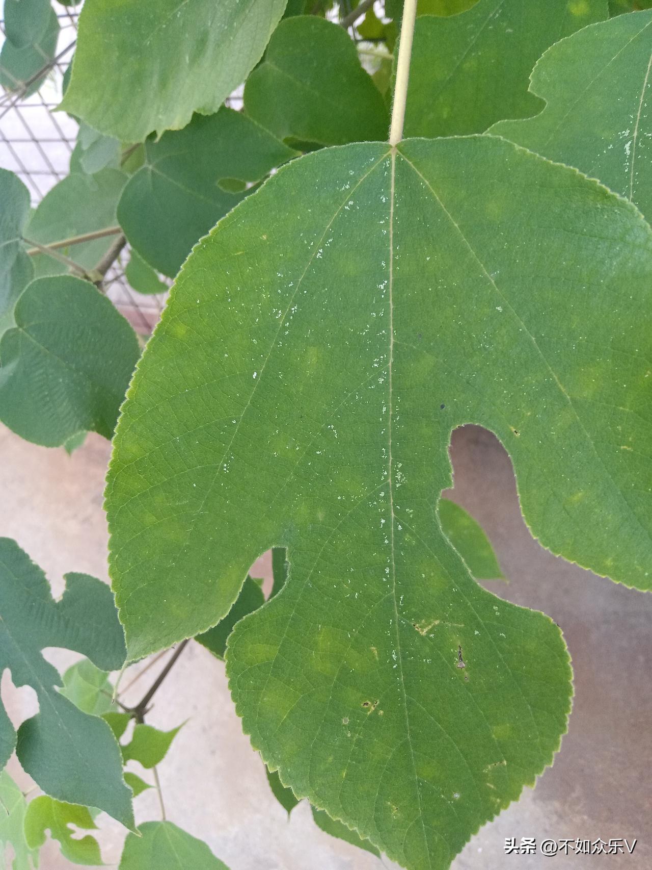 绝不割肉！

经过最近的敲打，我终于醒悟了！以后绝不割肉，一旦买入了，就一直拿着
