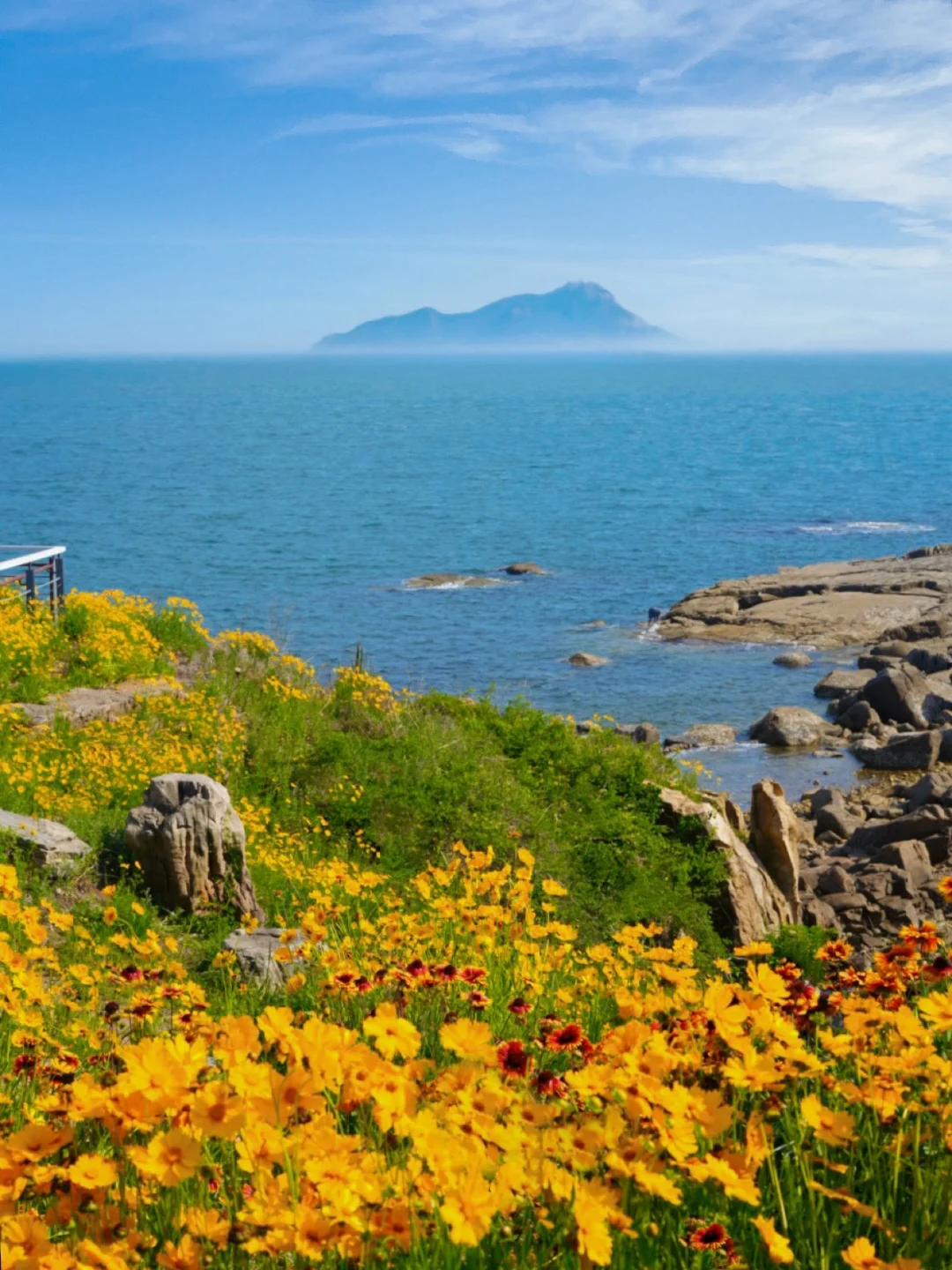 黄岛环岛路的金菊花美疯了‼️附citywalk路线