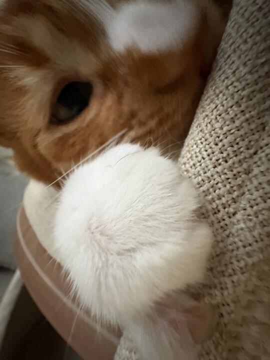 啃啃 闻闻 摸摸
