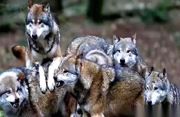 狼群里，公狼交配权只有一个。不是狼王。一头公狼，为了能睡上母狼，要付出什么代价？