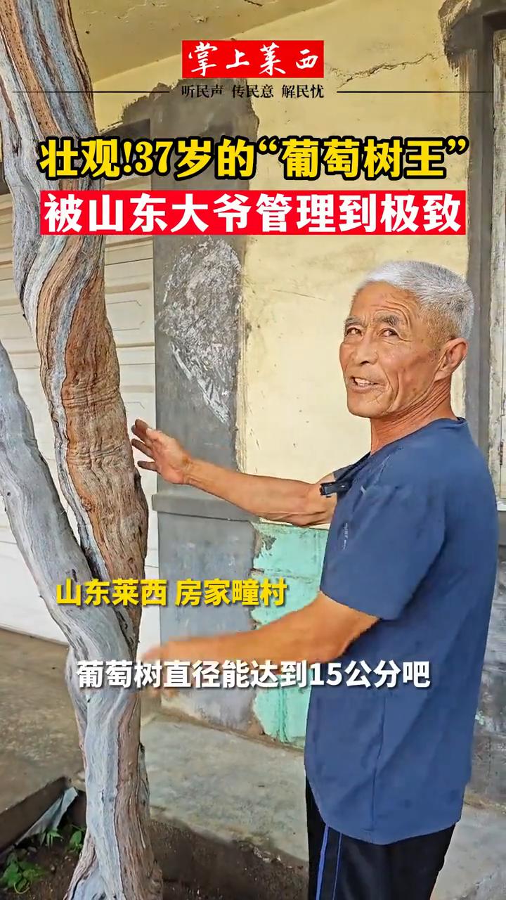 壮观！37岁的"葡萄树王"被山东大爷管理到极致。
掌上莱西。
山东莱西房家瞳村葡