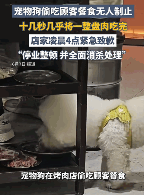 太没有素质了！湖南衡阳，一家烤肉店顾客吃得正香，桌下的宠物狗却在偷吃顾客的餐食。