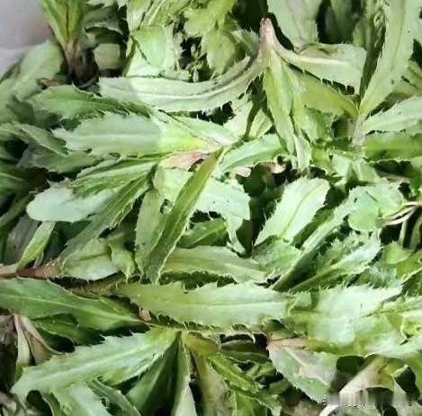 小蓟又名刺儿菜，别名野刺儿菜、野红花、枪头菜 大刺儿菜等，是菊科蓟属丝路蓟的一个