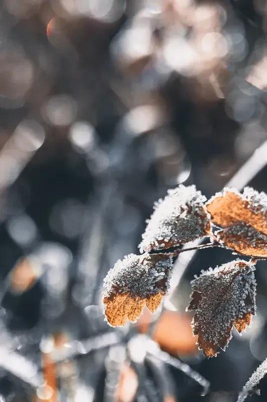 今天是寒露节气，这是二十四节气中第一个带“寒”字的节气。北方多地气温应声而落，哈