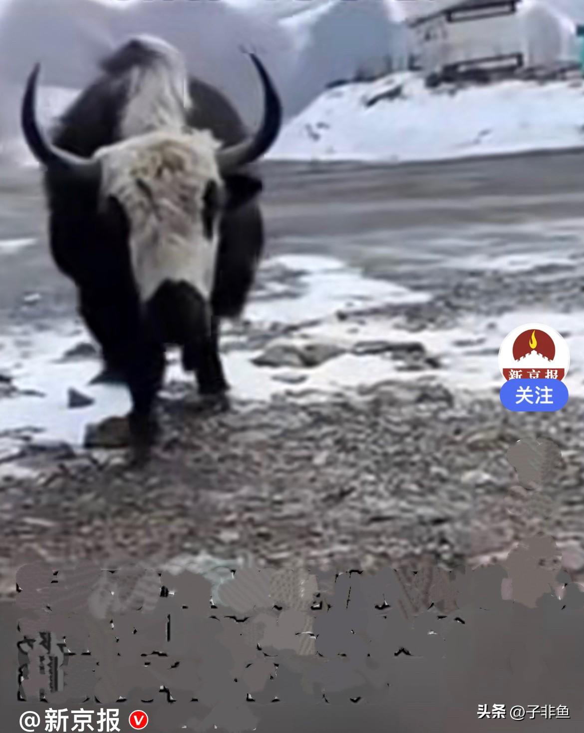 近日，甘肃一游客爬山途中上厕所，厕所门还坏了关不上，他蹲下时看到离他100米处有