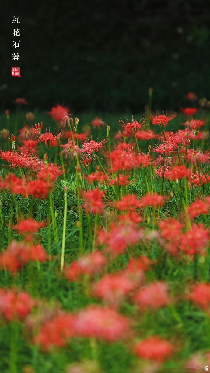 成都石蒜花进入盛开期 ​​​