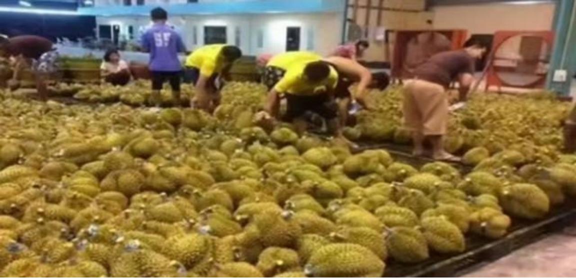 曾失去中国市场后，大量水果烂在地里卖不掉，现在开始后悔得罪中国。

中国市场向来