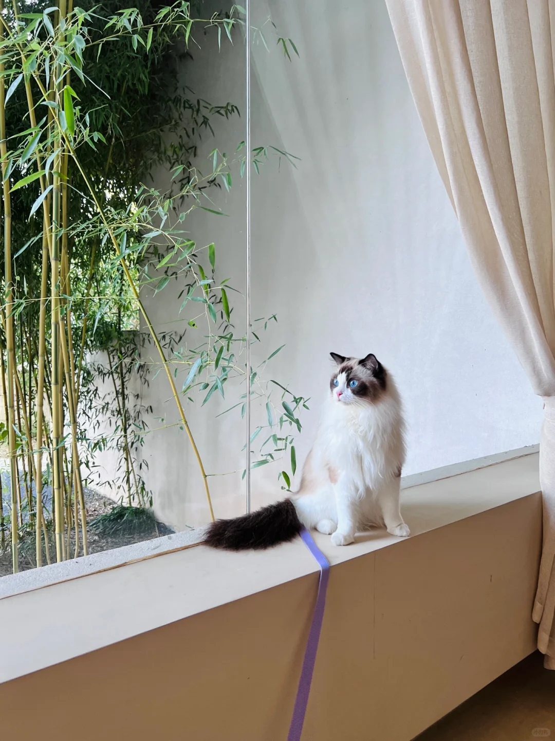 上海周边游｜终于住到宠物超友好的民宿！