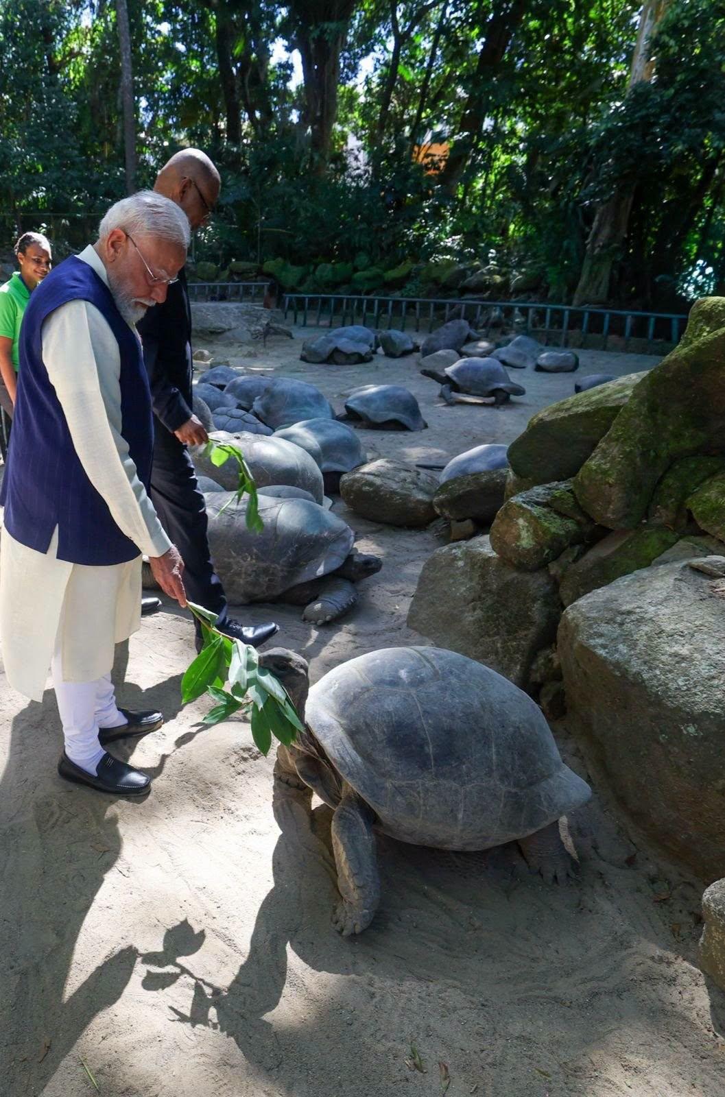 莫迪喂龟🐢！印度总理莫迪在塞舌尔国家植物园的亚达伯拉象龟围场内拿着树叶喂乌龟，