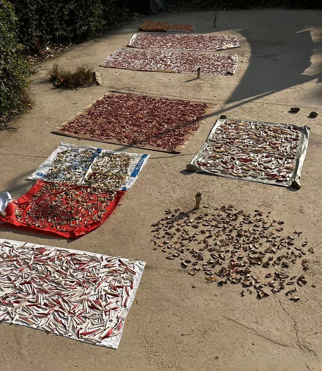 三十年能改变很多东西，但很多东西依然改不了！
这是网友分享的在小区晒萝卜条的图片