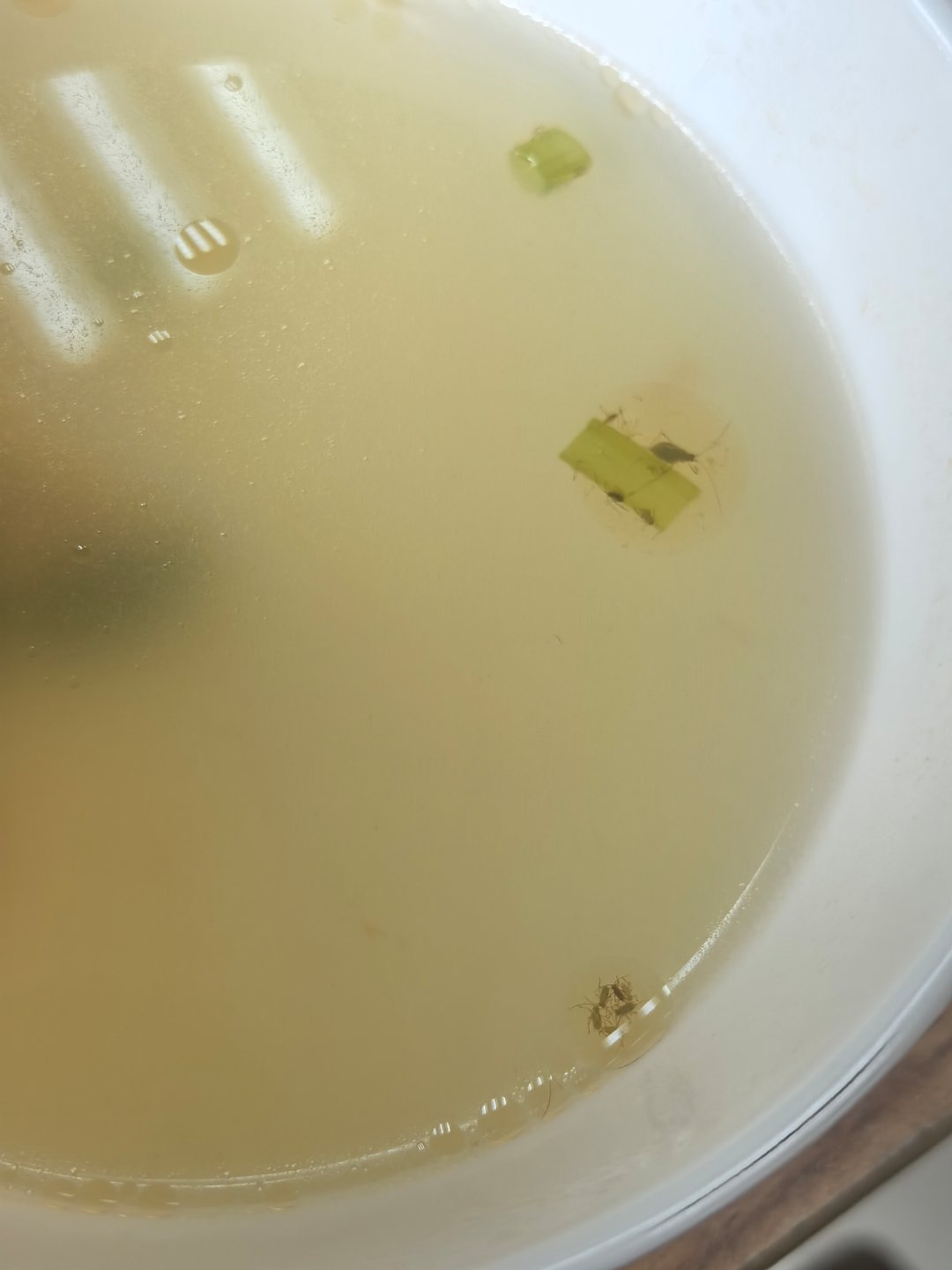 忙碌了一天的智师傅终于吃上了食堂准备的蚜虫汤。 