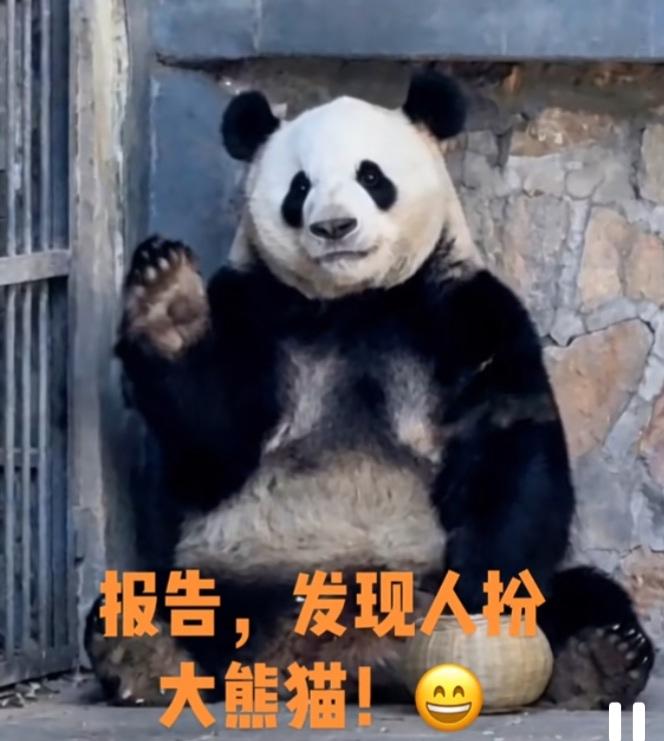 萌兰的智力和情商确实都很高，越来越像人类小孩了！它要下班回内舍了，还会主动跟奶爸