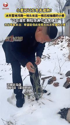解释不清了！近日河南驻马店，男子偶然在自家宅基地中发现一株小麦，在冬天里不仅长势
