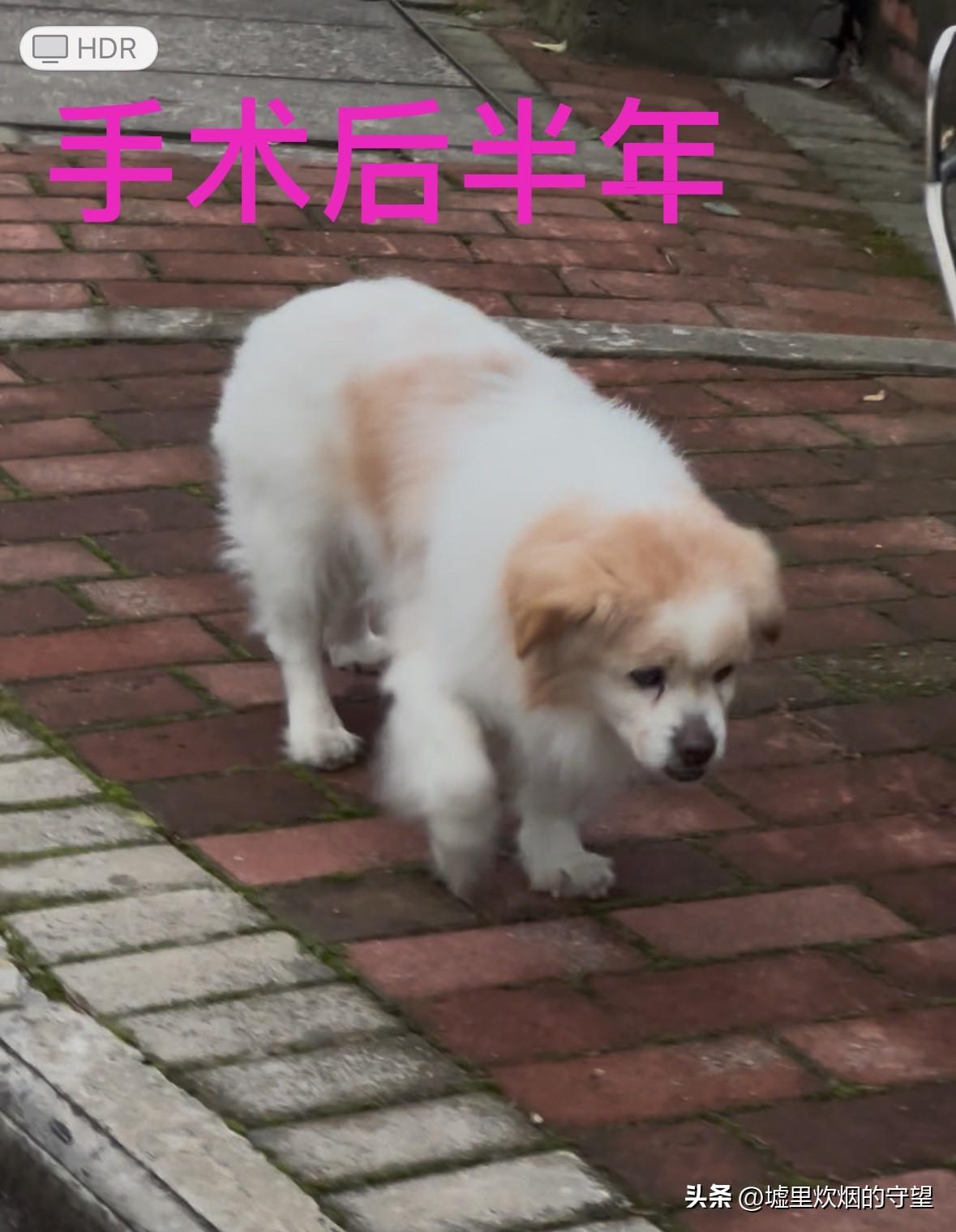 我家养了十八年的狗，如今还健康地活着，自己上下六楼，眼不花，耳不聋，牙一颗没掉，