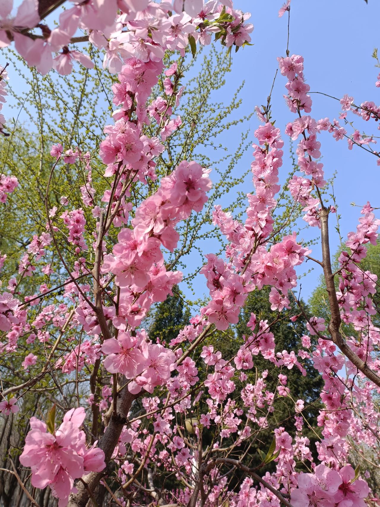 你认为什么是“真正爱自己”能够让自己常期保持心情愉悦，远离世间纷扰，想做自己想做