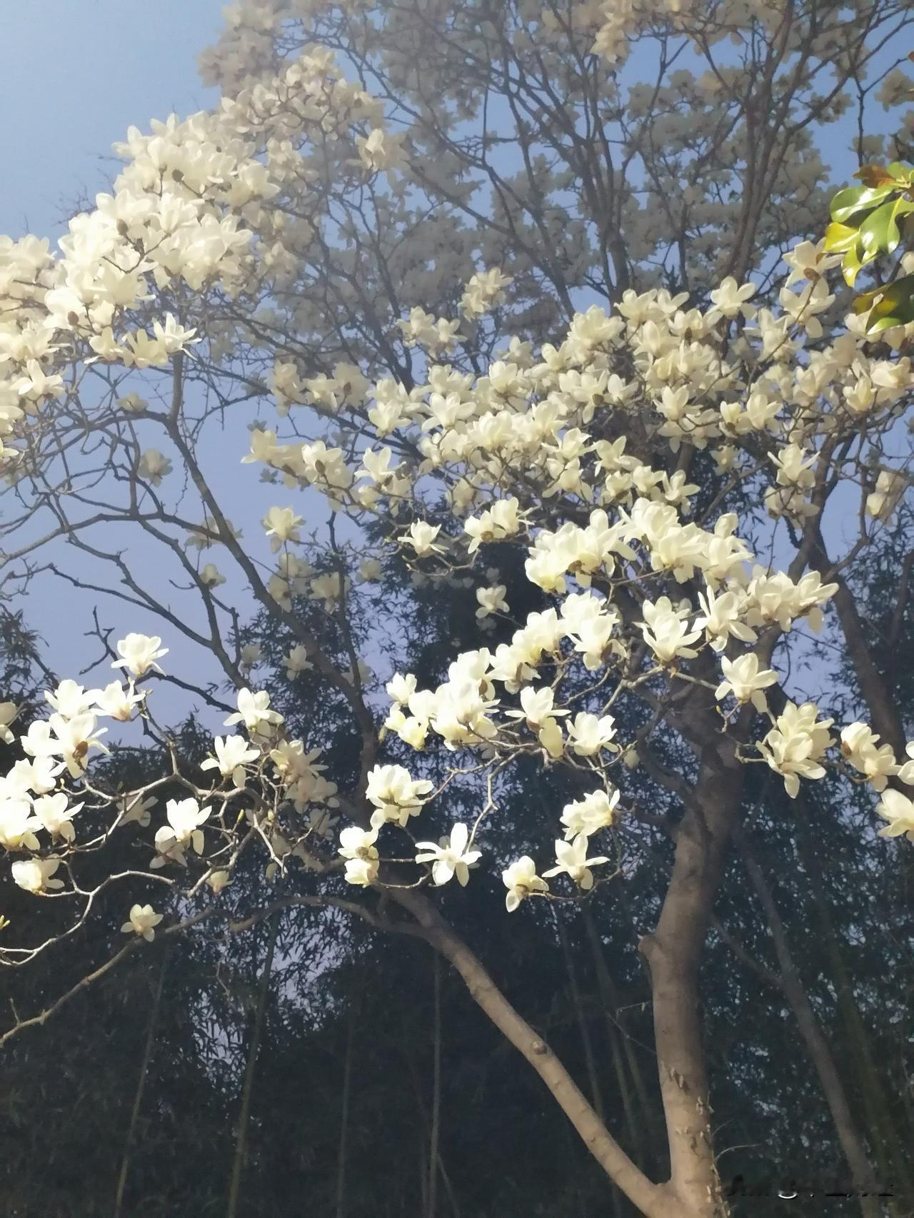眼下，正值白玉兰绽放的时节。人们通常会选择在白天去观赏那洁白的花朵，不过，倘若你