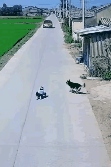 狗是有灵性的，一小孩在路上滑板玩，狗狗看到对面有一台车要过来，狗狗意识到有危险，