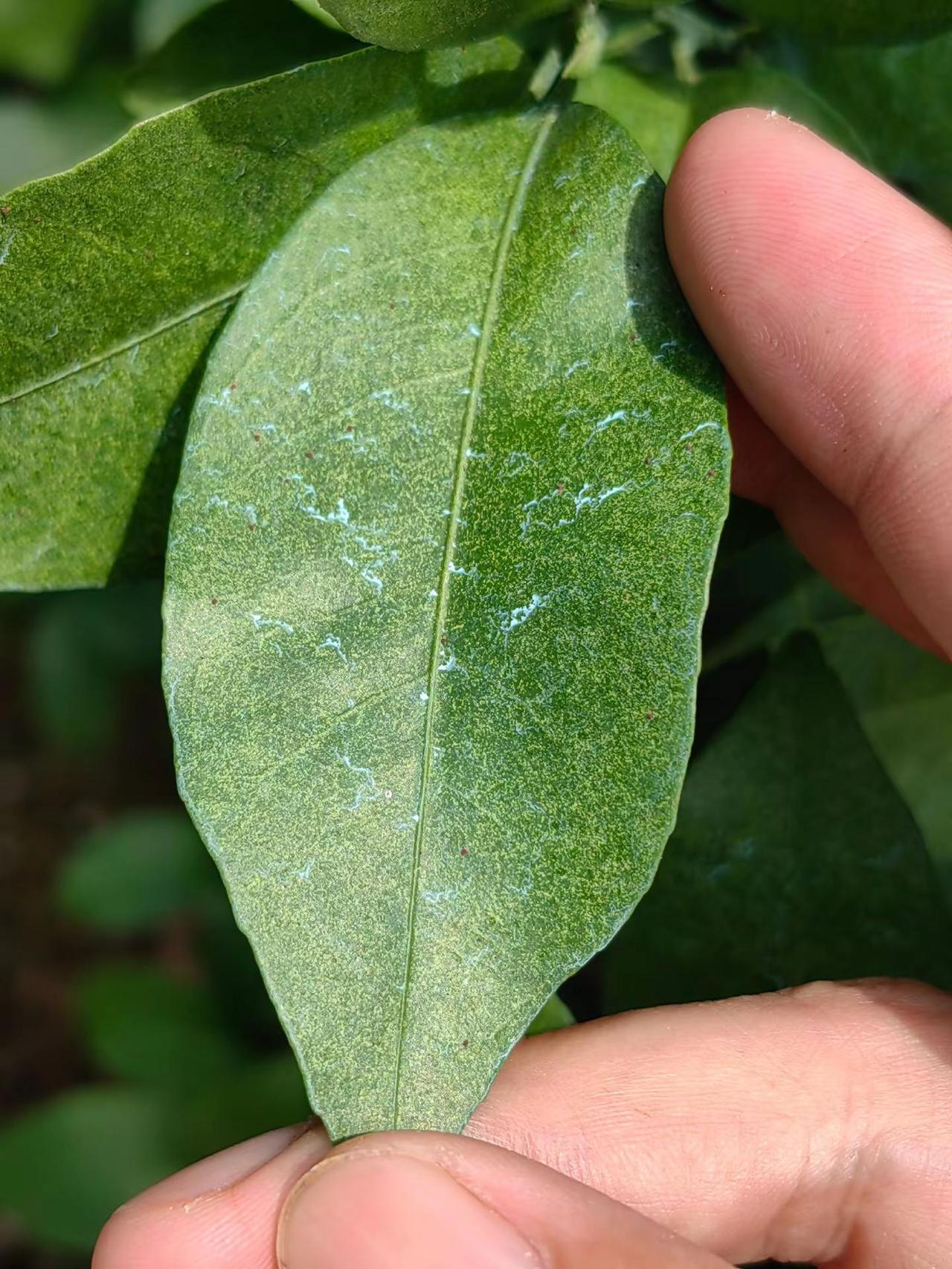 红蜘蛛大爆发，高科技有用吗？今天我们来到岽王果地，从叶片来看，这是典型的柑橘红蜘
