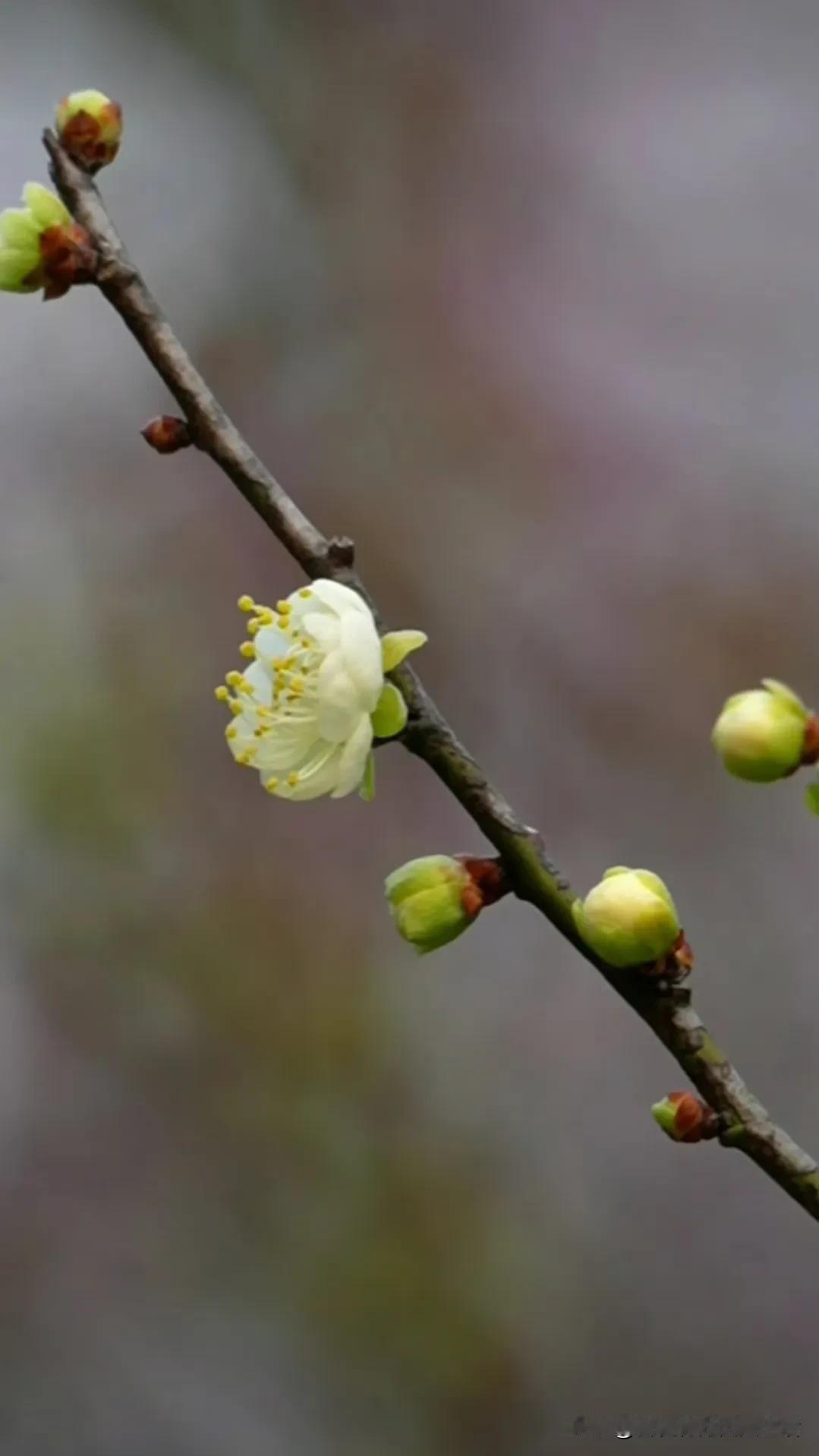 立春吉祥，春天里的第一朵花，唤醒沉睡的大地。严冬随拍腊梅花 立春之际须看花 绿心