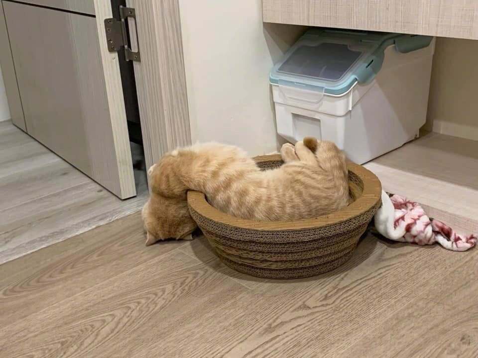 软体...