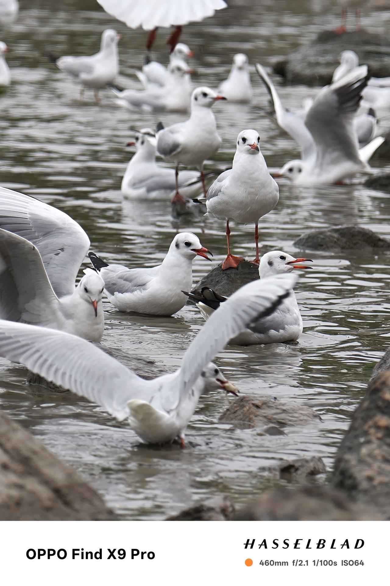 被深圳湾10万候鸟群震撼失语！
每年这个时候，深圳湾畔的红树林湿地都会变身“鸟类