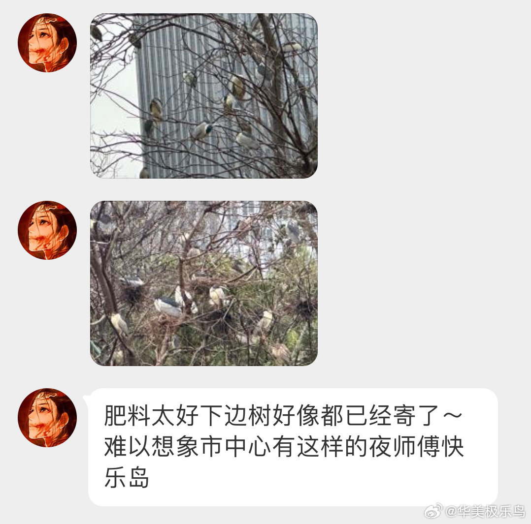 鸟粉投稿 夜鹭的大本营好多只呀 ！ 