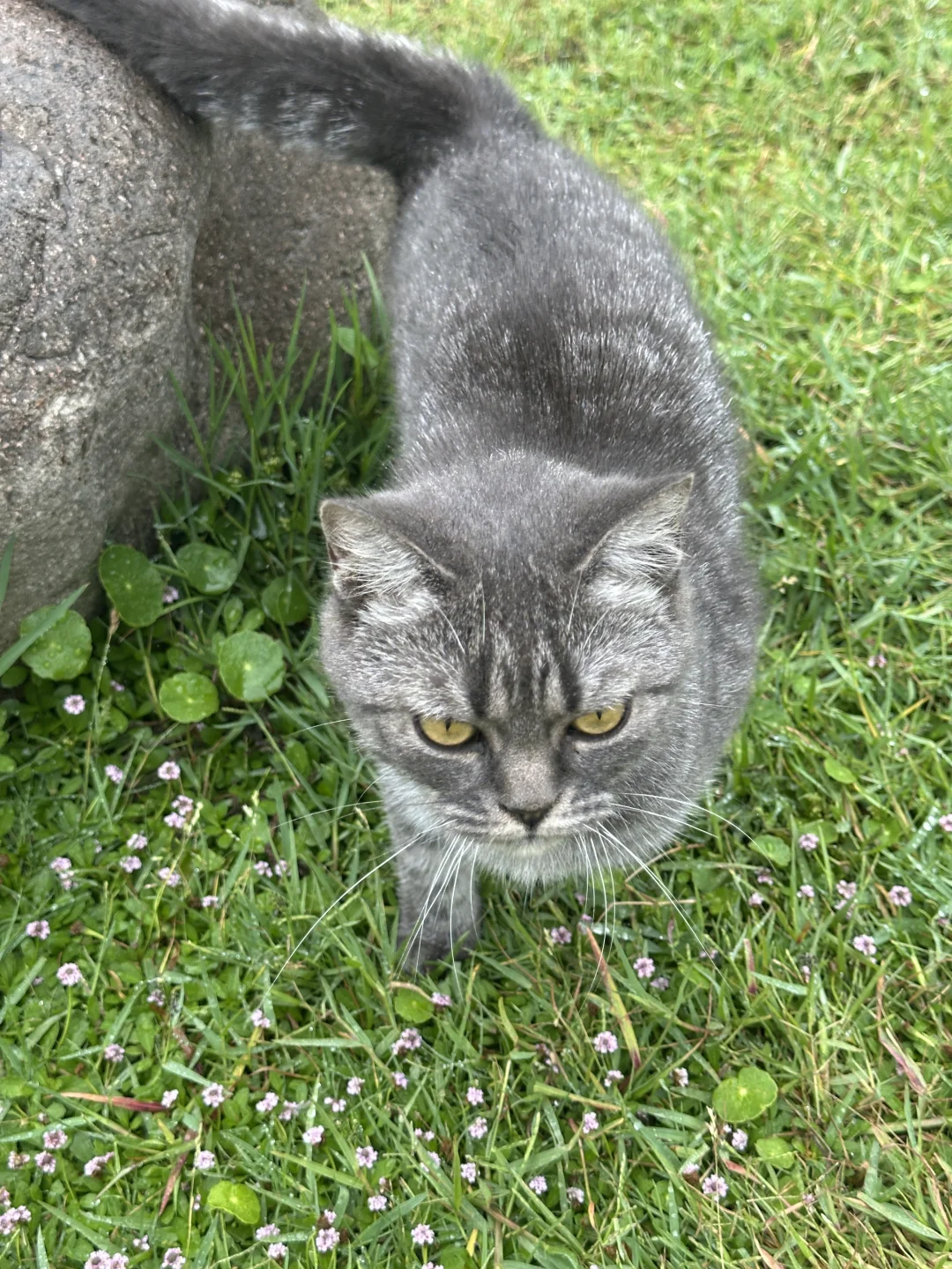 这谁家小猫走丢了，求扩散