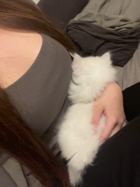 小猫蹭着好舒服 