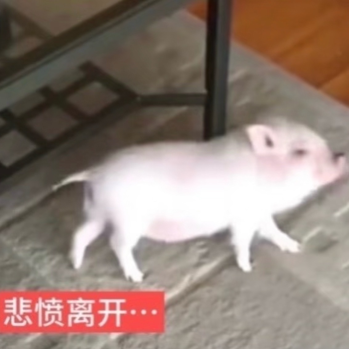 发微博都没人理我 桑心呀 