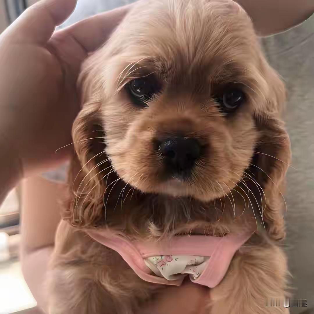 12800 元美卡犬被“顺手牵羊”！女子摸完狗转身抱走崽，拒接电话：人性之恶令人