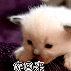 这几日把你打入冷宫，可曾反思是什么原因吗？朕今日就告诉你:ss没了，玩个锤子