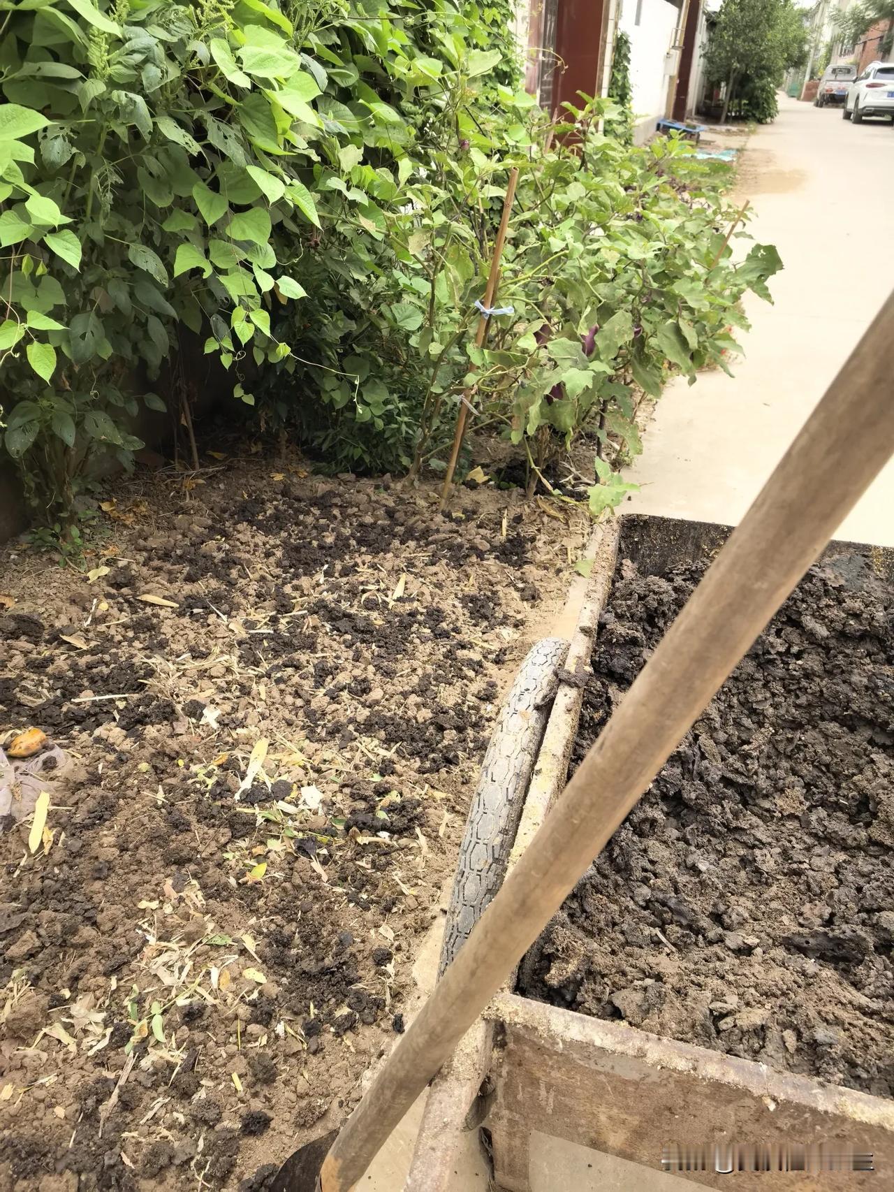 “庄稼一枝花，全靠粪当家”，收拾一下小菜园，准备种点芫荽，最好是来点农家肥。
