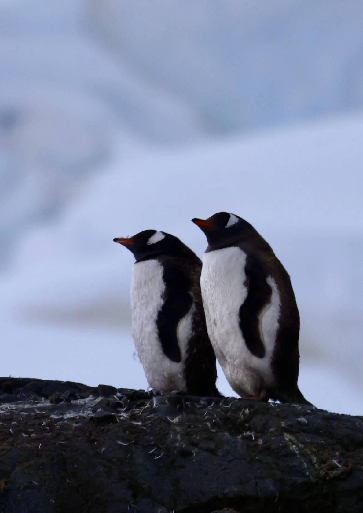 #走吧环球自驾#走进南极·南极旅行

[浮云]随着时间的推进，深入到南极圈之内，