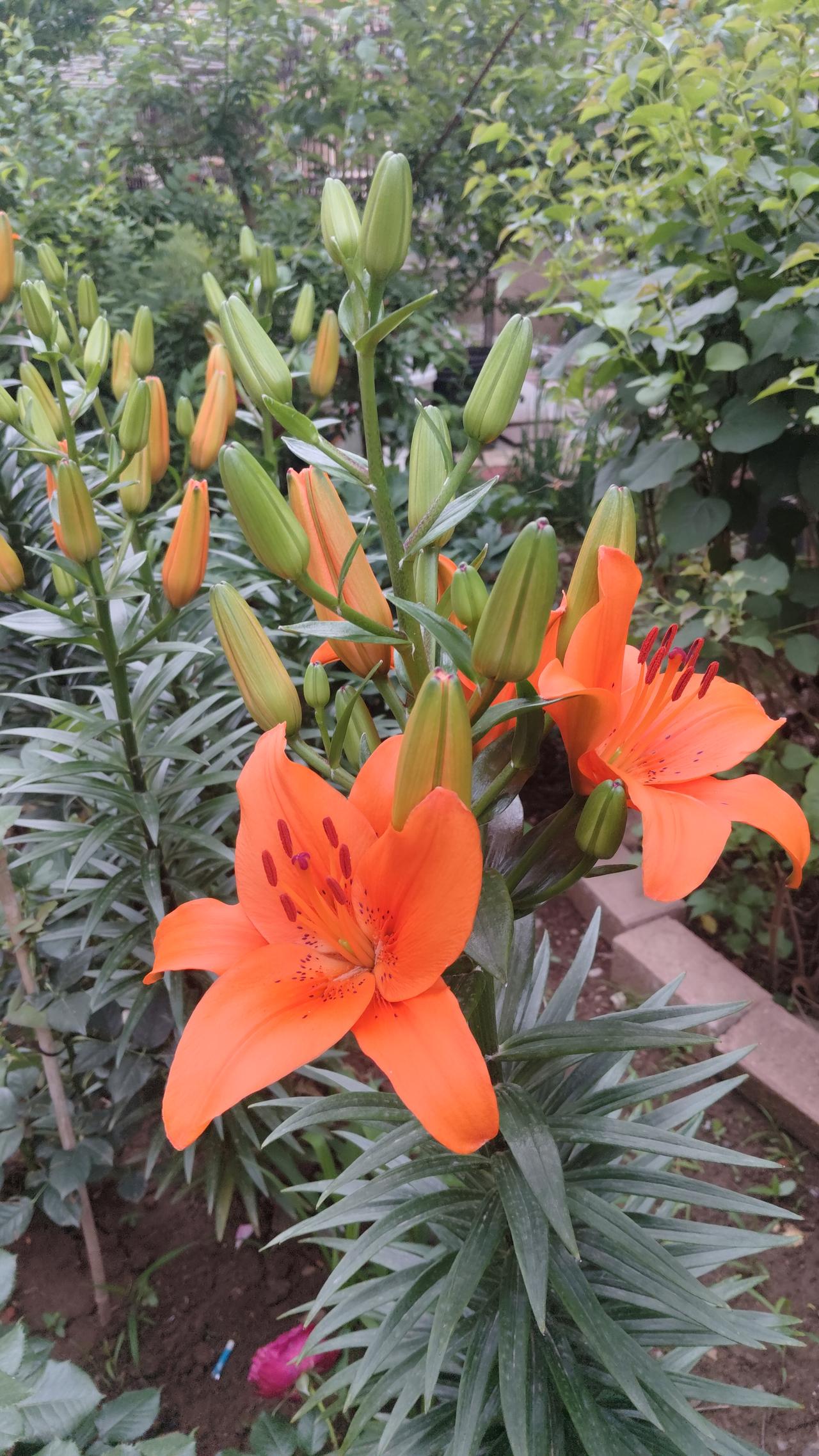 ，什么花都行